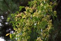 Lace bark elm Chinese elm ( Ulmus parvifolia ) fruits ( Samara ). Ulmaceae deciduous tree.