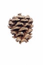 Lace-bark pine cone