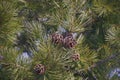 Lace-bark pine cones