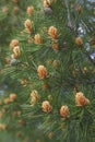 Lace-bark pine