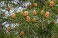 Lace-bark pine