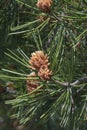 Lace-bark pine