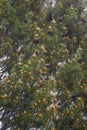 Lace-bark pine