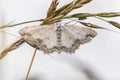 Lace border Scopula ornata Royalty Free Stock Photo