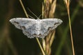 Lace border Scopula ornata Royalty Free Stock Photo