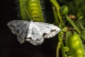 Lace border Scopula ornata Royalty Free Stock Photo