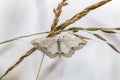 Lace border Scopula ornata