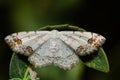 A lace border is sitting on a grass-stock. Scopula ornata Royalty Free Stock Photo