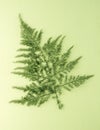 Lace fern or common asparagus fern leaves isolated, foliage background Royalty Free Stock Photo