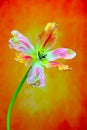 Brightly colored lace fringed tulip with soft and delicate petals on soft background