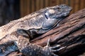 Lace Goanna (Varanus varius) or lace monitor Royalty Free Stock Photo