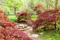 Lace Leaf Japanese Maples