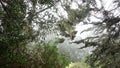 Lace lichen moss hanging, foggy misty forest trees. Fairy mysterious woods, USA.