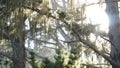 Lace lichen moss hanging, tree in deep forest. Wood, grove or woodland. Sunlight