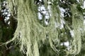 Lace lichen, Ramalina menziesii, 4.