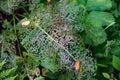 The lace-like effect of a leaf eaten by the Green Dock Beetle