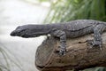 The lace lizard isa reptile with light and dark grey scales Royalty Free Stock Photo