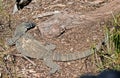 The lace lizard is walking on tree bark Royalty Free Stock Photo