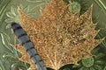 Lace maple leaf with bluebird feather