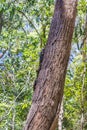 Lace Monitor climbing up a Tree Trunk, New South Wales, Australia Royalty Free Stock Photo