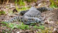 Lace monitor close scrub