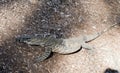 This is a side view of lace monitor or goanna Royalty Free Stock Photo