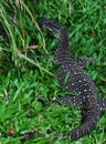 Lace Monitor (Lace Goanna) (Varanus varius) Lizard Royalty Free Stock Photo