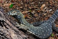 Lace Monitor (Lace Goanna) (Varanus varius) Lizard