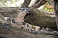 Lace monitor lizard Royalty Free Stock Photo