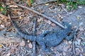 Lace monitor lizard