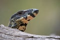 Lace monitor lizard on log