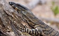 Lace monitor lizard on log