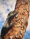 Lace monitor lizard on the side of a tree trunk Royalty Free Stock Photo