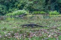 Lace monitor lizard walking in the wild. Australian animals