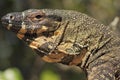 Lace monitor (Varanus varius)