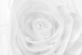 Lace wedding dress white rose pattern The details of the bridal fabric and beautiful embroidery are used for a background and Royalty Free Stock Photo