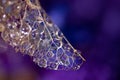 Lace wings - abstract purple blue background with water drops Royalty Free Stock Photo