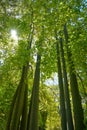 lacebark tree Brachychiton discolor Australia Royalty Free Stock Photo