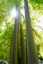 lacebark tree Brachychiton discolor Australia Royalty Free Stock Photo