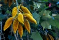 Lacebark tree, Brachychiton discolor, scrub bottle tree