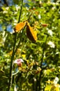 Lacebark Tree Flowers Royalty Free Stock Photo