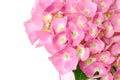 Lacecap Hydrangea Royalty Free Stock Photo