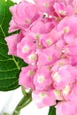 Lacecap Hydrangea Royalty Free Stock Photo