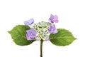 Lacecap hydrangea flowers