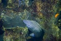 Laced moray, also known as the leopard moray Royalty Free Stock Photo