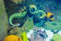 Leopard moray eel in Sealife aquarium Istanbul city Turkey Royalty Free Stock Photo