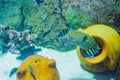 Leopard moray eel in Sealife aquarium Istanbul city Turkey Royalty Free Stock Photo