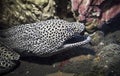 Laced moray eel Gymnothorax favagineus underwater among coral reef