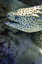 Laced moray eel Gymnothorax favagineus