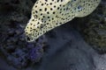 Laced moray eel Gymnothorax favagineus